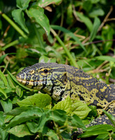 Reptiles, Insects & Others