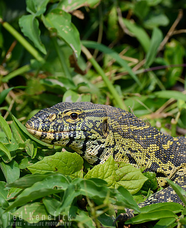 Nile Monitor -- Kazinga Channel, Uganda