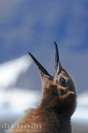 Oakum Boy Cry, Young King Penguin, S. Georgia