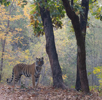 5 - Bengal Tiger