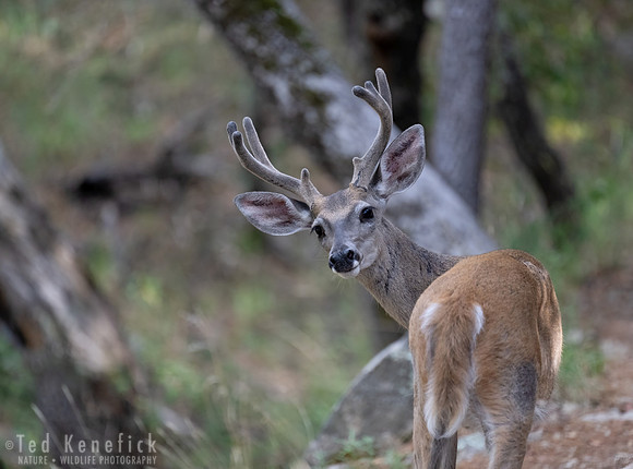 21 - Coues' White-tailed Deer