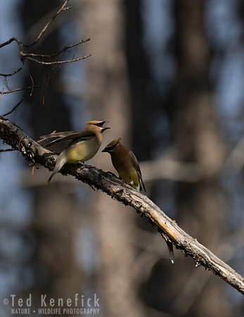 22 - Cedar Waxwing