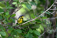 11 - Magnolia Warbler