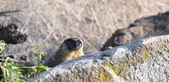 23 - Yellow-bellied Marmot