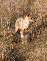 8 - Indian Jackal & pup