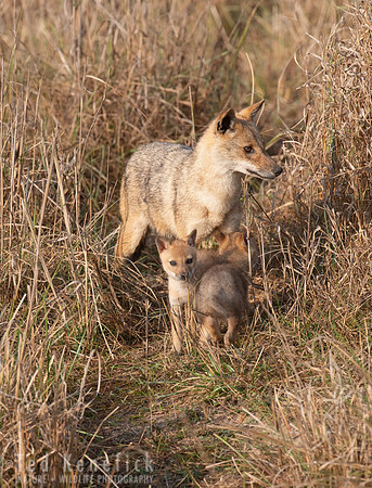 8 - Indian Jackal & pup