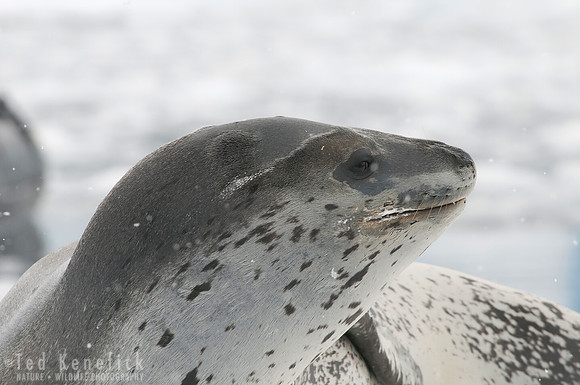 Leopard Seal Portrait, Port Lockroy, Antarctica