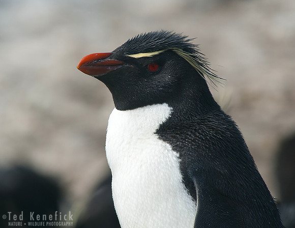 Rockhopper Penguin Portrait, Sea Lion, Falkland Islands
