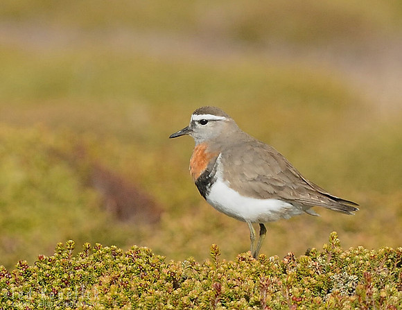 Rufous-chested Dotterel - Sea Lion Island, Falkland Islands