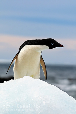 Adelie Penguin, Antarctica