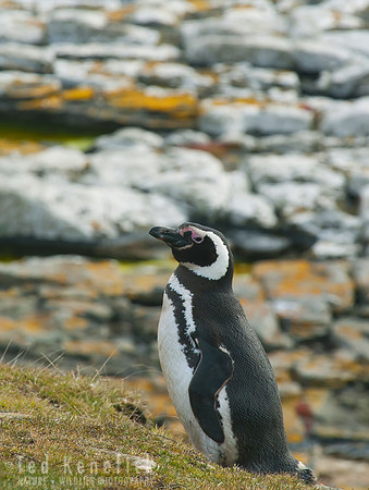Magellanic Penguin, Sea Lion, Falkland Islands