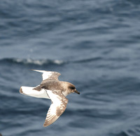 Antarctic Petrel at Sea, Drake Passage