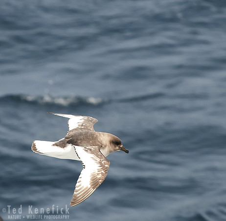 Antarctic Petrel at Sea, Drake Passage