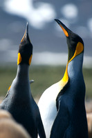 King Penguins - 3, South Georgia Island