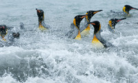 King Penguins - 4, South Georgia