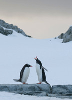Gentoo Penguins, Petermann Island, Antarctica
