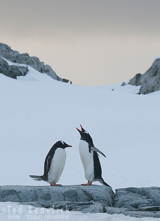 Gentoo Penguins, Petermann Island, Antarctica