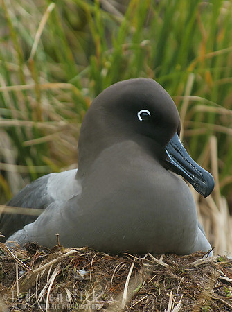 Light-mantled Albatross, Gold Harbour, South Georgia