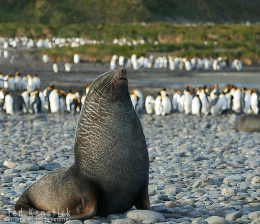 Antarctic Fur-Seal, South Georgia Island
