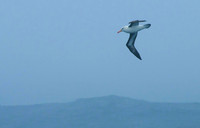 Black-browed Albatross in Fog off South Georgia