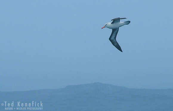 Black-browed Albatross in Fog off South Georgia