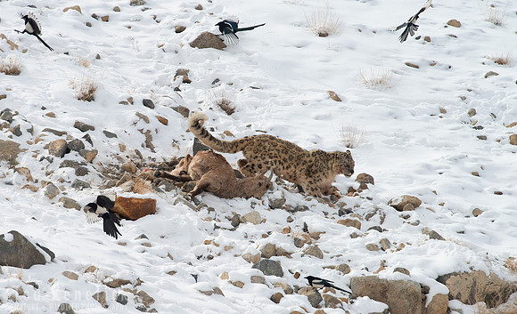 10 - Snow Leopard