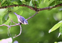 14 - Cerulean Warbler