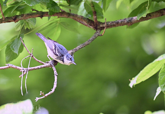 14 - Cerulean Warbler
