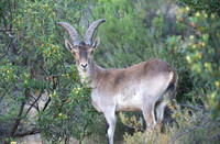 9 - Iberian Ibex