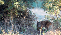 15 - Iberian Lynx