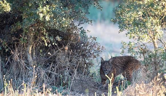 15 - Iberian Lynx