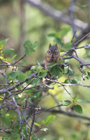 12 - Yellow-Pine Chipmunk