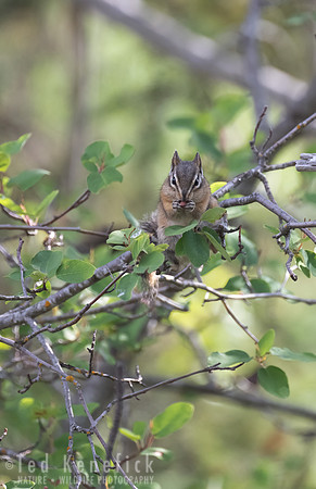 12 - Yellow-Pine Chipmunk