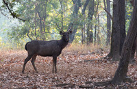 13 - Sambar