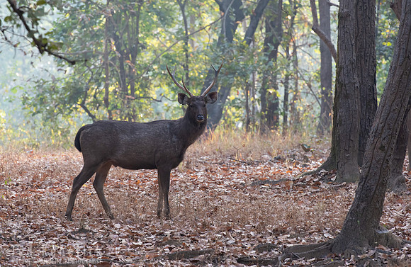 13 - Sambar