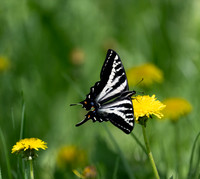 4 - Pale Tiger Swallowtail