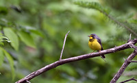 20 - Canada Warbler