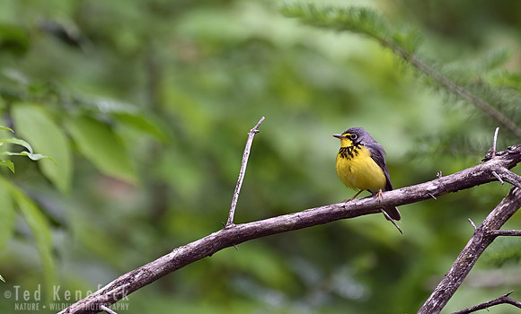 20 - Canada Warbler