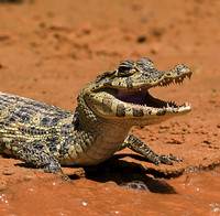 Young Jacare Caiman, The Pantanal, Brazil