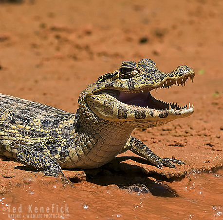 Young Jacare Caiman, The Pantanal, Brazil