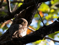 3 - Spotted Owlet
