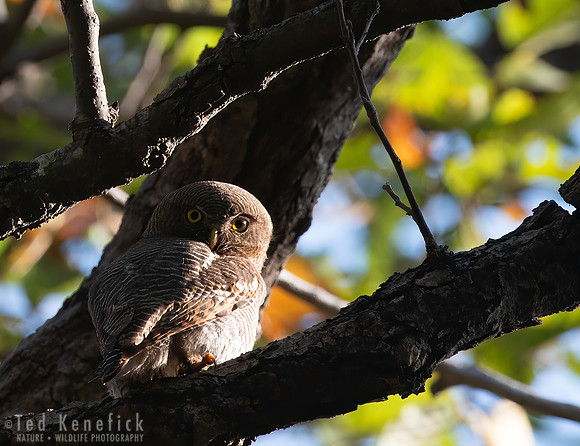 3 - Spotted Owlet