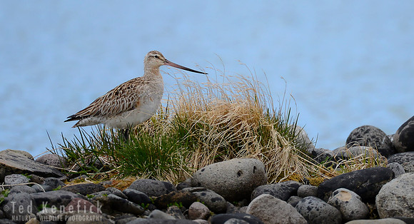 Bar-tailed Godwit Rests in Grassy Edge, Clam Lagoon, Adak, Alaska