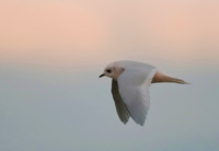Ross's Gull, Barrow, Alaska