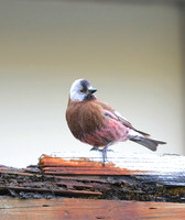 North American Wildlife