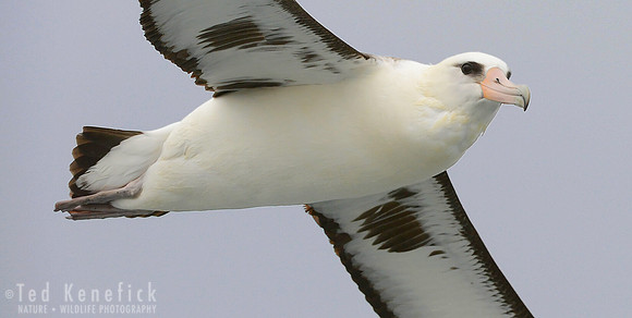 Laysan Albatross at sea, near Seguam Island, Alaska