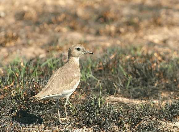 Mountain Plover, Salton Sea, California