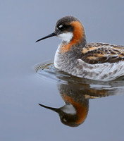 Red-necked Phalarope Reflection -- Adak Island, Alaska