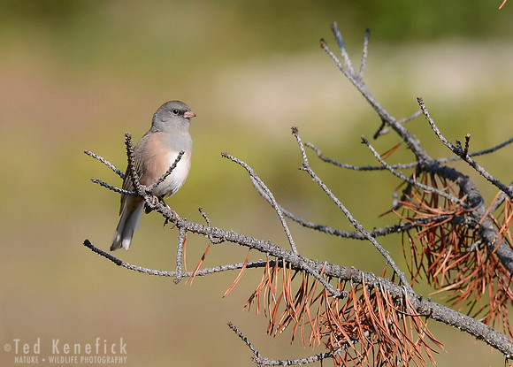 Dark-eyed Junco, Late Summer, Yellowstone National Park, Montana