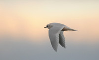 Ross's Gull in Flight, Barrow, Alaska